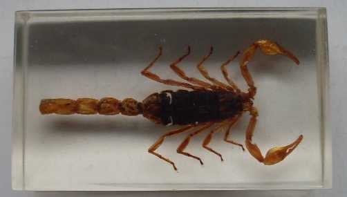 Насекомые №1 Маньчжурский Золотой Скорпион (Mesobuthus martensi) Фото