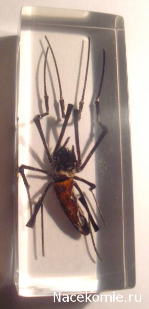 Насекомые №27 Золотой Кругопряд (Nephila sp.) фото, обсуждение