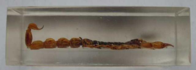 Насекомые №1 Маньчжурский Золотой Скорпион (Mesobuthus martensi) Фото