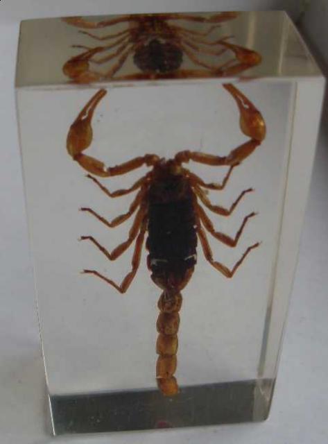 Насекомые №1 Маньчжурский Золотой Скорпион (Mesobuthus martensi) Фото