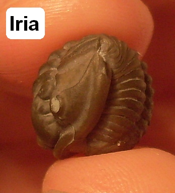 Iria