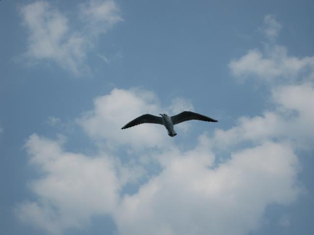 Болталка)) или милые детки, пишите сюда)))