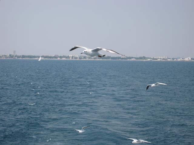 Болталка)) или милые детки, пишите сюда)))