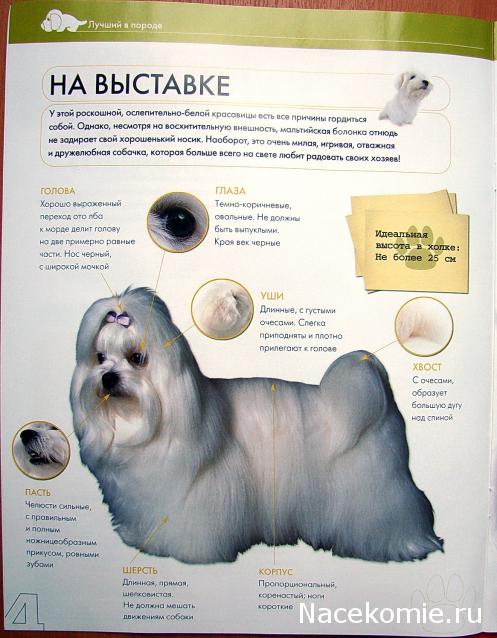 The Dog Collection №26 Мальтийская Болонка