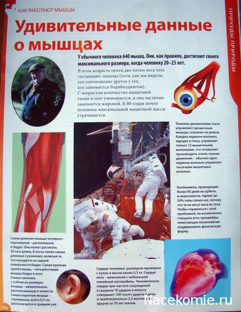 "Собери и познай человеческое тело" (сборка скелета)