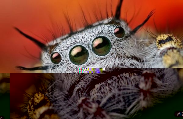 Фото насекомых (не из журнала)