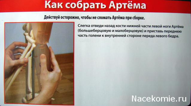 "Собери и познай человеческое тело" (сборка скелета)