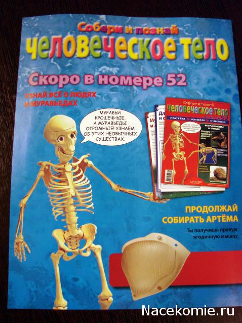 "Собери и познай человеческое тело" (сборка скелета)
