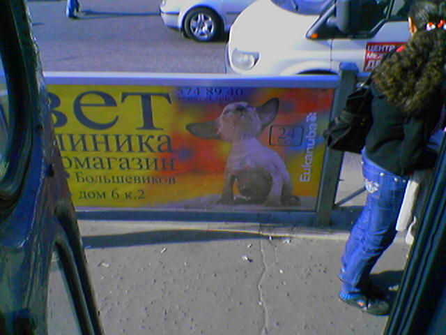 Фото кошек)))))