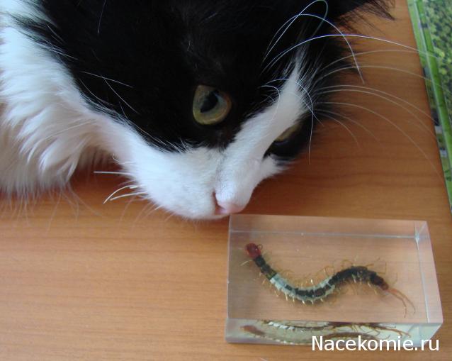 Насекомые №38 Сколопендра (Scolopendridae) фото, обсуждение