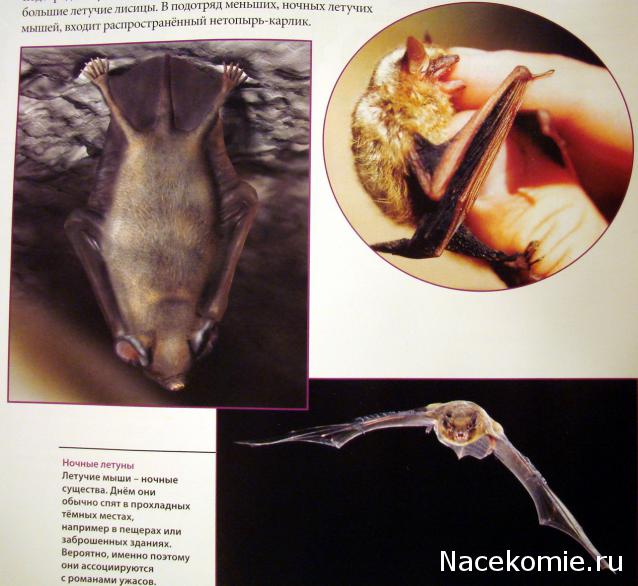 "Собери и познай человеческое тело" (сборка скелета)
