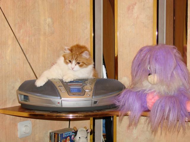 Фото кошек)))))