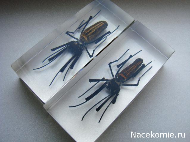 Насекомые №27 Золотой Кругопряд (Nephila sp.) фото, обсуждение