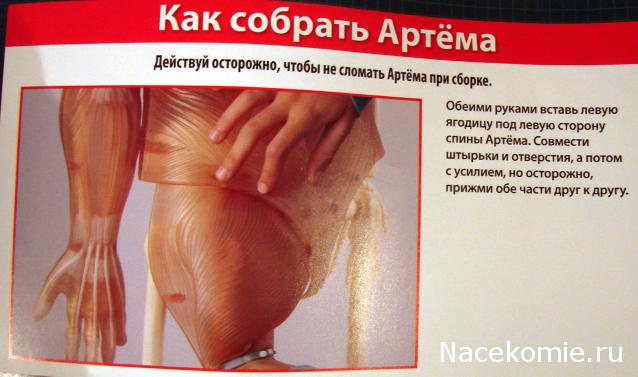 "Собери и познай человеческое тело" (сборка скелета)