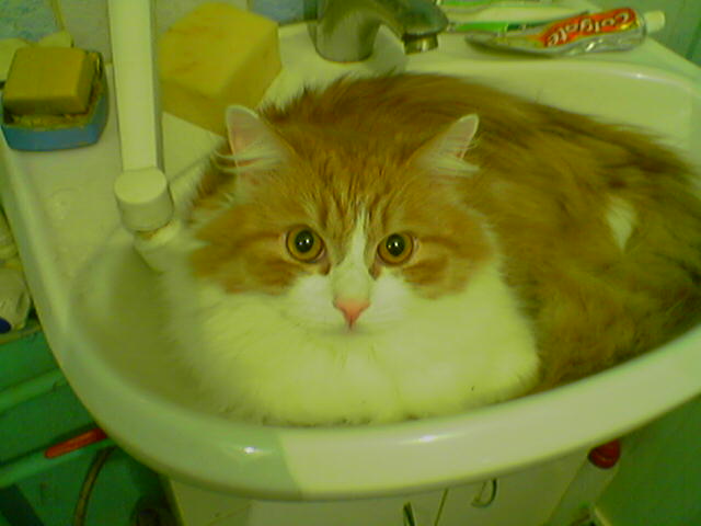 Фото кошек)))))