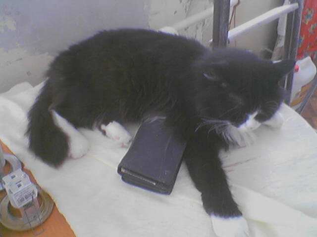 Фото кошек)))))