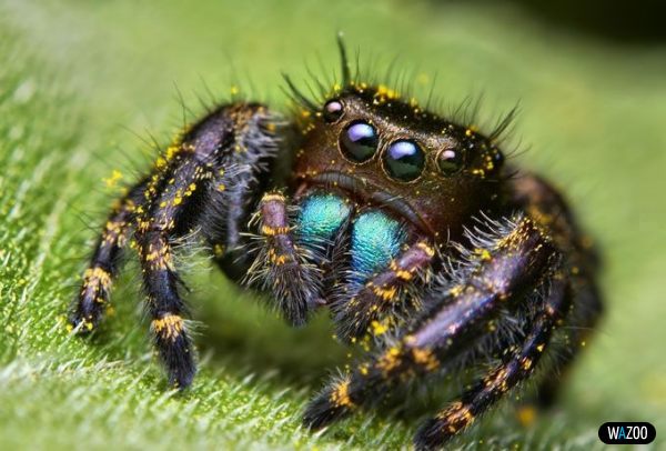 Фото насекомых (не из журнала)