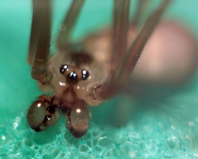 Фото насекомых (не из журнала)