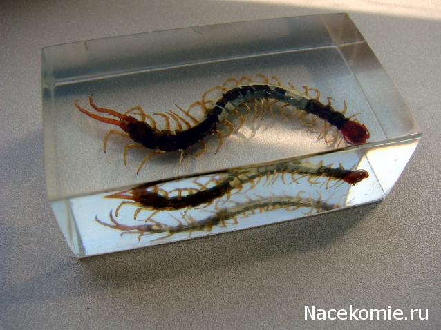 Насекомые №38 Сколопендра (Scolopendridae) фото, обсуждение
