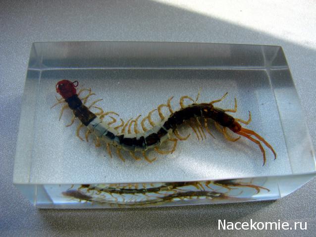 Насекомые №38 Сколопендра (Scolopendridae) фото, обсуждение