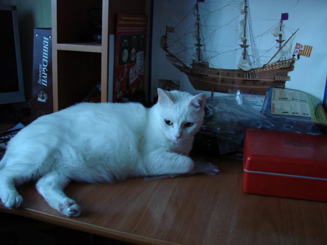 Фото кошек)))))