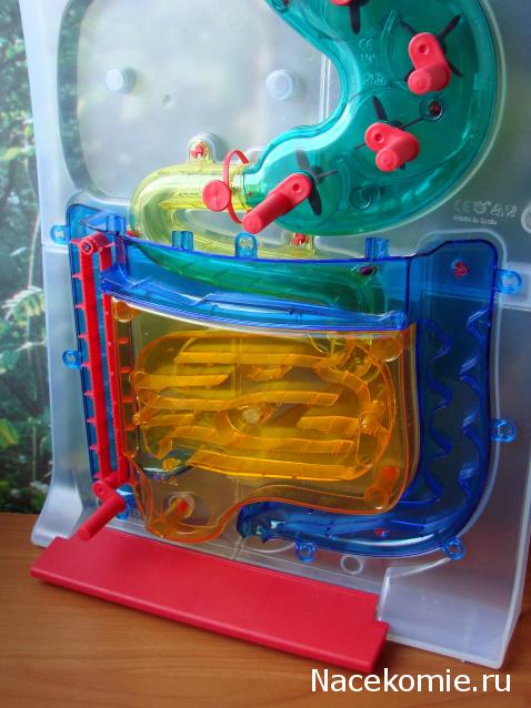 "Собери и познай человеческое тело" (сборка скелета)