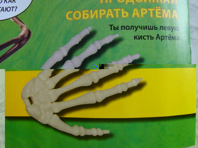 "Собери и познай человеческое тело" (сборка скелета)