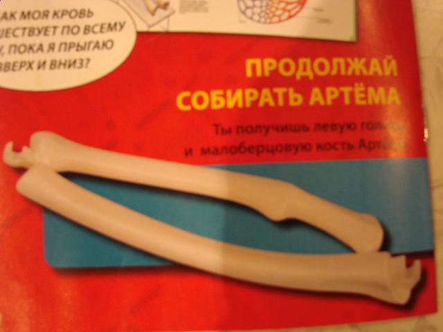 "Собери и познай человеческое тело" (сборка скелета)
