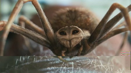 Фото насекомых (не из журнала)