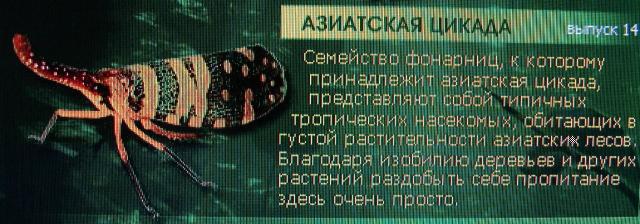 Насекомые и их знакомые 2010 График Выхода и обсуждение