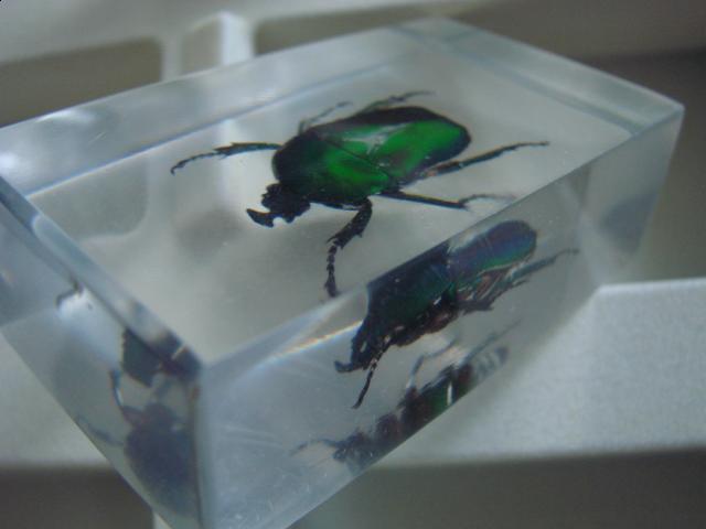 Насекомые №5 Изумрудный Жук (Trigonophorus sp.) Фото