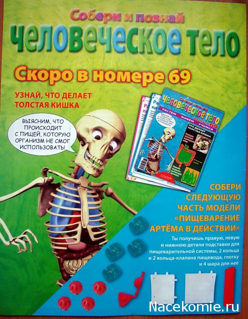 "Собери и познай человеческое тело" (сборка скелета)