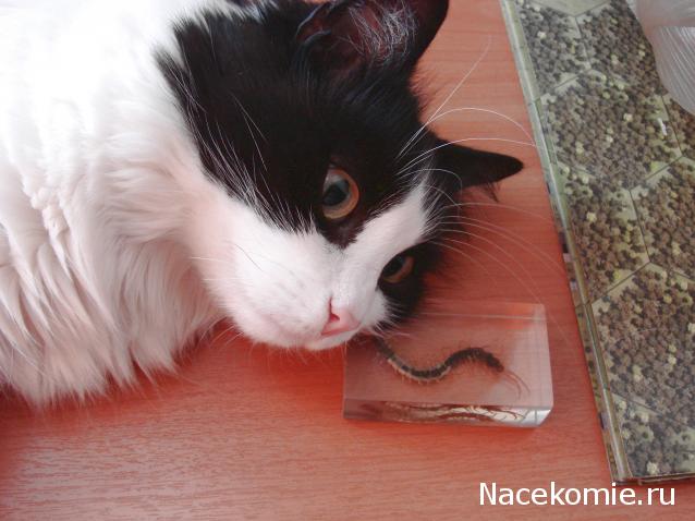 Насекомые №38 Сколопендра (Scolopendridae) фото, обсуждение