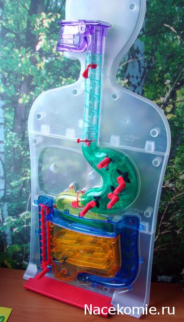 "Собери и познай человеческое тело" (сборка скелета)