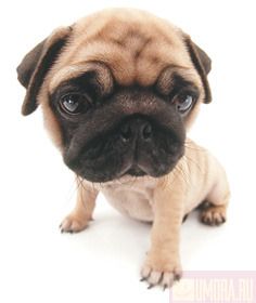 The Dog Collection 2010 - График Выхода и обсуждение