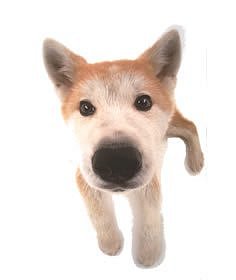 The Dog Collection 2010 - График Выхода и обсуждение