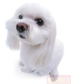 The Dog Collection 2010 - График Выхода и обсуждение