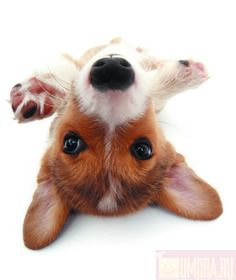 The Dog Collection 2010 - График Выхода и обсуждение