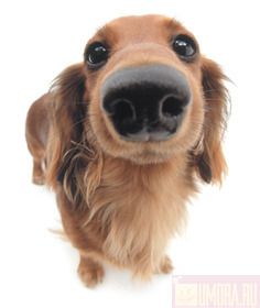 The Dog Collection 2010 - График Выхода и обсуждение