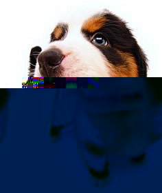 The Dog Collection 2010 - График Выхода и обсуждение