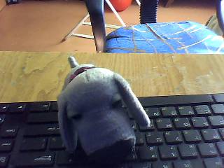 The Dog Collection №16 Веймаранер