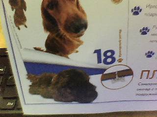 The Dog Collection №16 Веймаранер