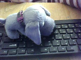 The Dog Collection №16 Веймаранер