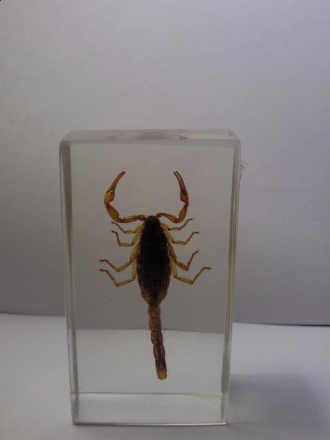 Насекомые №1 Маньчжурский Золотой Скорпион (Mesobuthus martensi) Фото