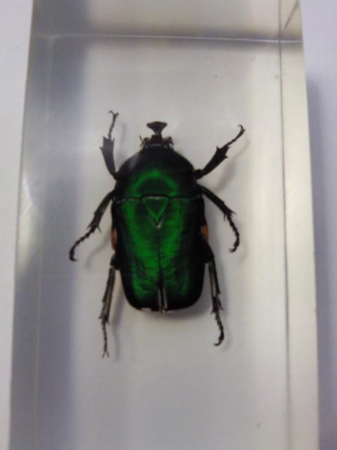 Насекомые №5 Изумрудный Жук (Trigonophorus sp.) Фото