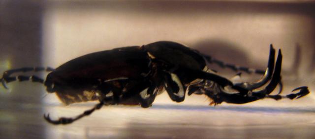 Насекомые №7 Формосская Бронзовка (Dicronocephalus) фото, обсуждение
