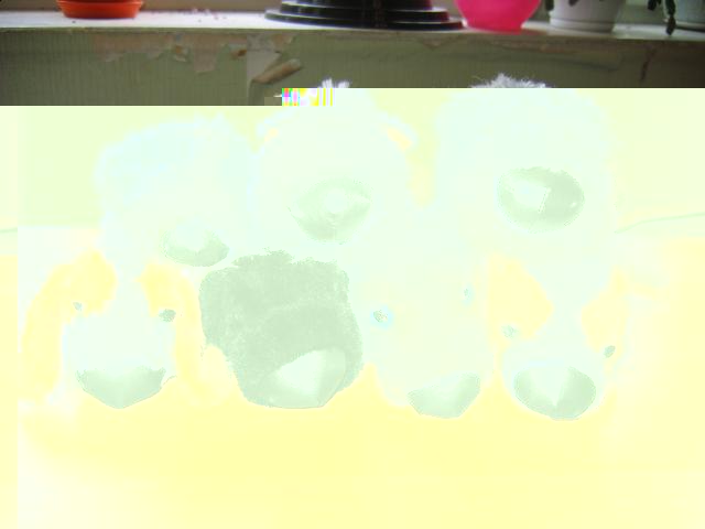 The Dog Collection 2010 - График Выхода и обсуждение