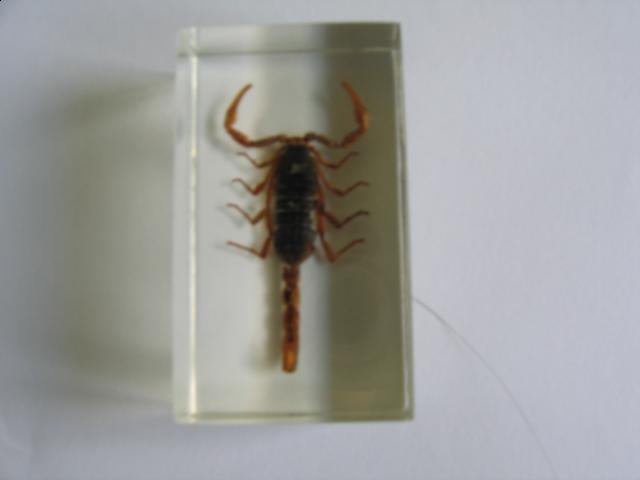 Насекомые №1 Маньчжурский Золотой Скорпион (Mesobuthus martensi) Фото