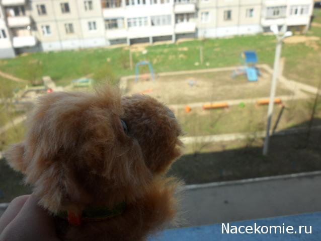 The Dog Collection №33 Померанский Шпиц