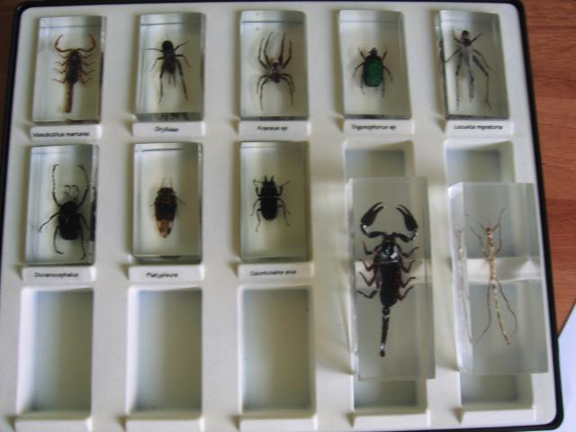 Насекомые и их знакомые 2010 График Выхода и обсуждение